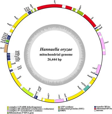 Characterization of the Complete Mitochondrial Genome of Basidiomycete Yeast Hannaella oryzae: Intron Evolution, Gene Rearrangement, and Its Phylogeny